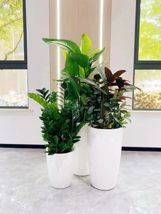 优质海曙花木租赁设计,装点美好家园